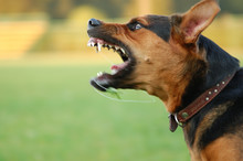 Angry Dog With Bared Teeth