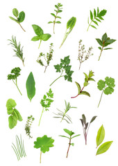 Sticker - Herb Leaf Selection