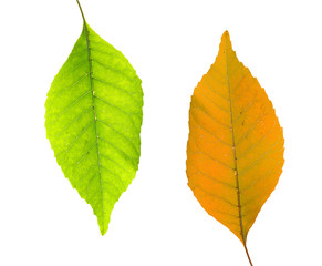 green and yellow leaves over white