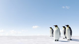 Emperor Penguins in Antacrctica