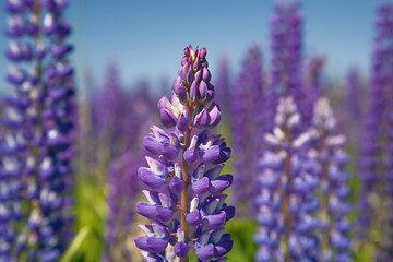 Wall Mural - lupine flowers