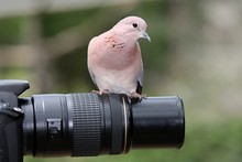 Dove Bird Sitting On A Photographers Lens