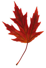 fallen leaf maple