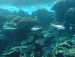 Shoal of fish on the reef