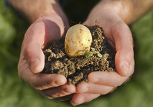 Hand Holding Plant, Potato Seed