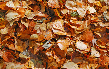 Wall Mural - dry autumn leaves close up as a background