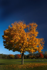 fall tree 2