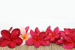 red frangipani with white space for text