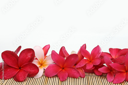 Fototapeta na wymiar red frangipani with white space for text