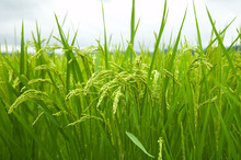 Green Rice Field In Japan