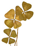 Fototapeta  - feuilles sèches de trèfle