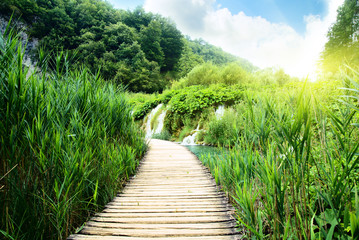 Canvas Print - wood way in deep forest