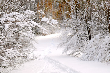 Wall Mural - Path in winter forest after a snowfall