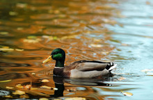 Duck In Autumn