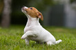 Jack Russell Terrier puppy on grass