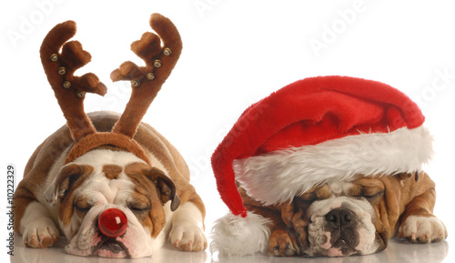 Zdjęcie XXL buldogi angielskie przebrane za Świętego Mikołaja i Rudolpha
