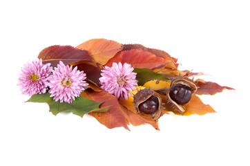 Autumn bouquet with chestnuts isolated on a white background.