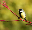 great tit on a red branch