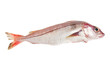 Whole haddock fish isolated on white