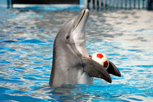 Dolphin Playing With A Ball