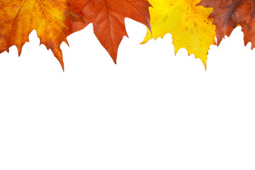 Wall Mural - Maple leaves border  on white background. Space for text