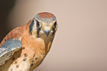 Close Up Of A American Kestrel Bird