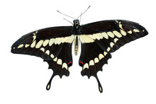 Isolated Swallowtail Butterfly