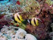 Bannerfish on the reef