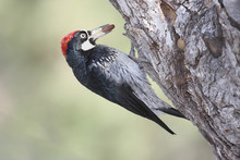Acorn Woodpecker (Melanerpes Formicivorus)