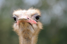 The Face Of The Ostrich