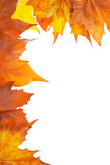 Wall Mural - Colorful autumn corner made of leaves on white background