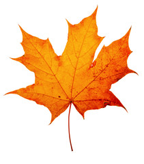 Wall Mural - autumn maple-leaf, isolated on a white background
