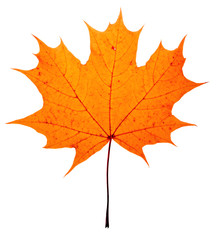 Wall Mural - autumn maple-leaf, isolated on a white background