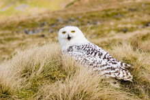 Snowy Owl On Moors (Landscape)
