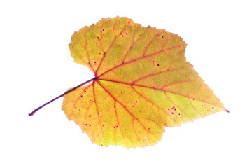Wall Mural - Autumn vine leaf isolated on white background