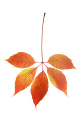 Wall Mural - Autumn virginia creeper leaf isolated on white background
