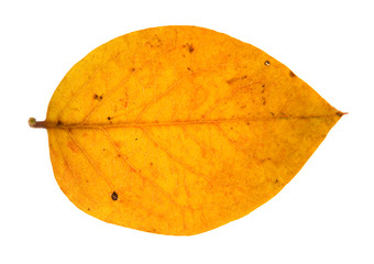Wall Mural - yellow autumn leaf isolated on white background