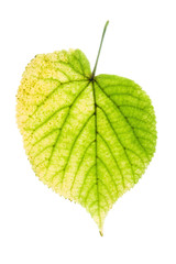 Wall Mural - Autumn linden leaf isolated on white background
