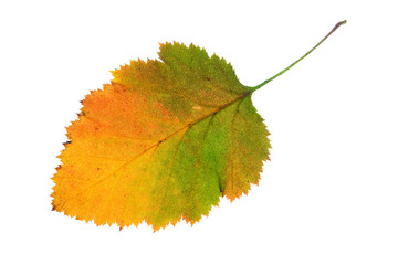 Wall Mural - Autumn hawthorn leaf isolated on white background