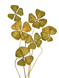 Fototapeta  - feuilles sèches de trèfles