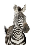 Fototapeta Zebra - Front view of a Zebra in front of a white background