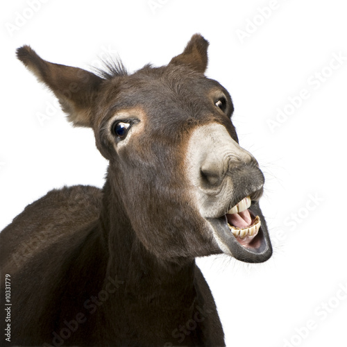 Cuadros en Lienzo donkey (4 years) in front of a white background