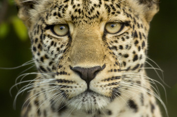 Wall Mural - Leopard in the serengeti national reserve