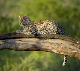 Poster - Leopard in the serengeti national reserve