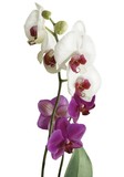 Fototapeta Storczyk - bunches of white and purple orchid flowers