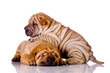 two Shar Pei baby dogs, almost one month old