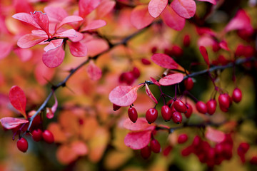 Ripe and red barberries shrubs with fruits, closeup