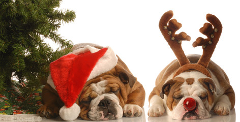 Wall Mural - bulldog santa and bulldog rudolph under christmas tree