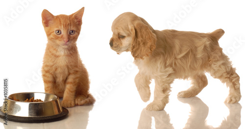 Plakat szczeniak i kotek w naczyniu żywności