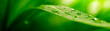 Leinwanddruck Bild - green leaf, nature background